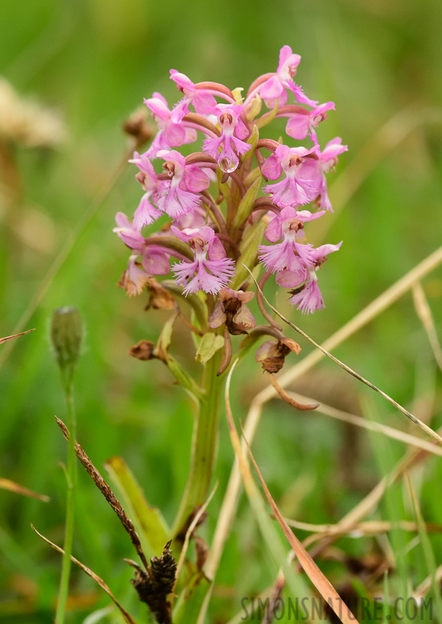 Platanthera psycodes [400 mm, 1/1250 Sek. bei f / 9.0, ISO 1600]